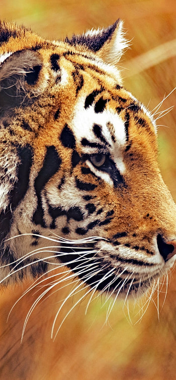 Tiger PC , , Immersive display, Roaring power HD phone wallpaper