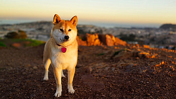 Animals, Grass, Dog, Stroll, Akita Inu HD wallpaper