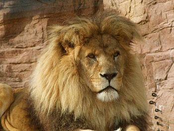 Leo the Lion, animal, lion HD wallpaper