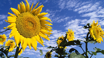 Sunflowers, Nature, Flowers, Sky, Clouds, Summer, Field HD wallpaper