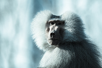 Animals, Fluffy, Muzzle, Monkey, Baboon HD wallpaper