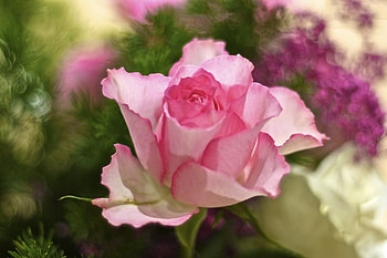 Beautiful Rose, rose, pink, flower, beautiful, bloom, lovely HD wallpaper
