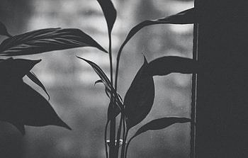 Monochrome Flower Blurred, monochrome, flowers, blur, nature HD wallpaper