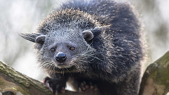 Binturong species, Haibu in Japanese folklore, Shy creature, Forest-dwelling omnivore HD wallpaper