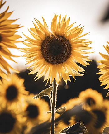 Flowers, Flower, Beams, Rays, Petals, Sunflower, Yellow Flower HD phone wallpaper