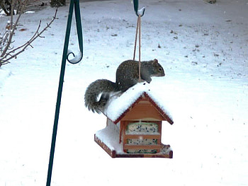 On Top, feeder, snow, pole, squirrel HD wallpaper