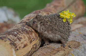 Animal, hedgehog HD wallpaper