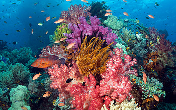 Coral reef live , Tropical beauty, Exotic marine life, Colorful corals HD wallpaper