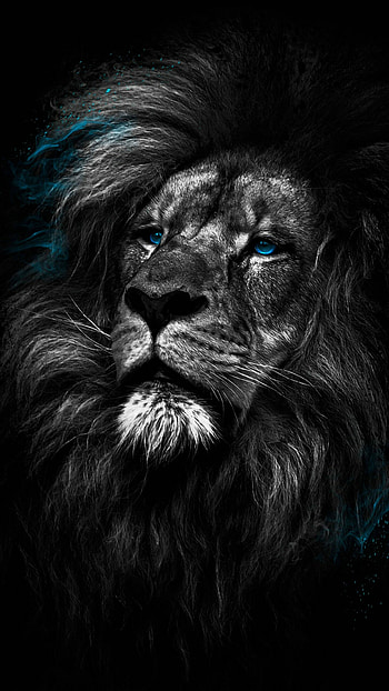 Lion in , Ultra high resolution, , Captivating HD phone wallpaper
