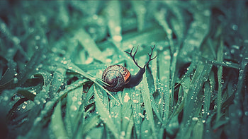 Grass, Drops, Macro, Moisture, Snail, Dew HD wallpaper