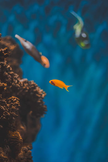 A colorful fish swimming gracefully around a vivid coral reef in clear blue waters. HD phone wallpaper
