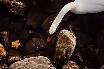 Swan, white, rocks, water, beautiful HD wallpaper