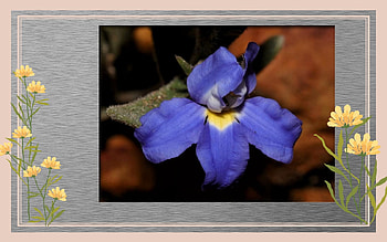 FRAMED FLOWERS, FLOWERS, NATURE, FRAMED HD wallpaper