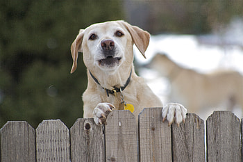 Happy in my backyard, dog, sweet, white, garden, precious, labrador, yard, animals, love, heart, lovely, forever, retriever HD wallpaper