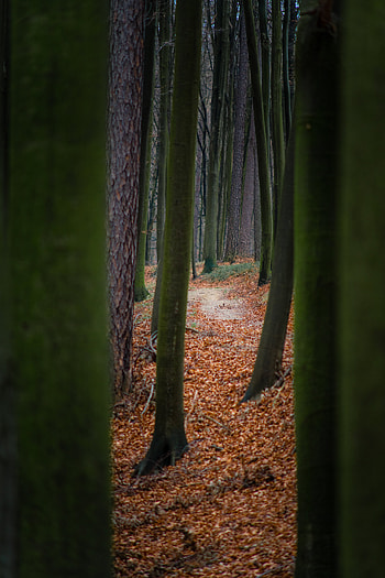Nature, Trees, Autumn, Forest, Path HD phone wallpaper