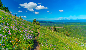 Landscape, Nature, Flowers, Grass, Mountains, Path HD wallpaper