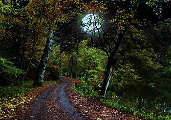 Forest night light, moon, path, green, bushes, trees, forest HD wallpaper