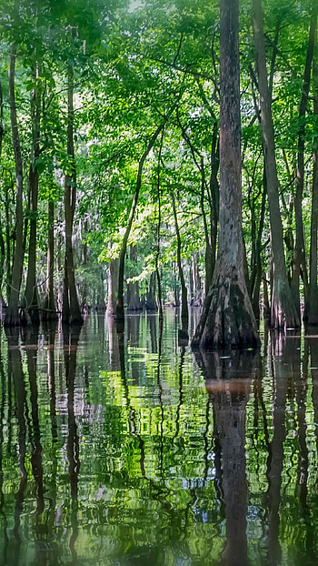 Louisiana travels, Bayou HD phone wallpaper