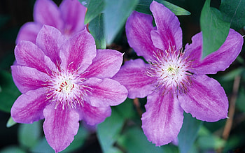 Plants, Flowers, Violet HD wallpaper