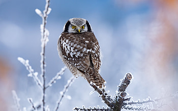 Owl, winter, bird, iarna, snow, bufnita, pasari HD wallpaper