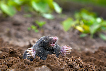 Mole, Remove moles, Pest treatments, Pest control HD wallpaper