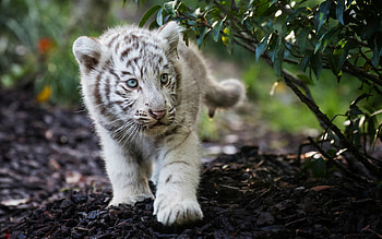 White, Tiger Cub HD wallpaper