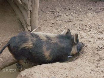 Hog, dirty, taking a mud bath HD wallpaper