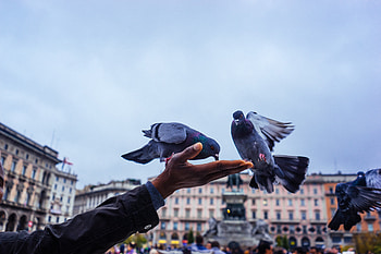 Animals, Pigeons, Hand, Feeding HD wallpaper