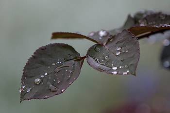 Leaves, Drops, Macro, Rose Flower, Rose, Branch HD wallpaper