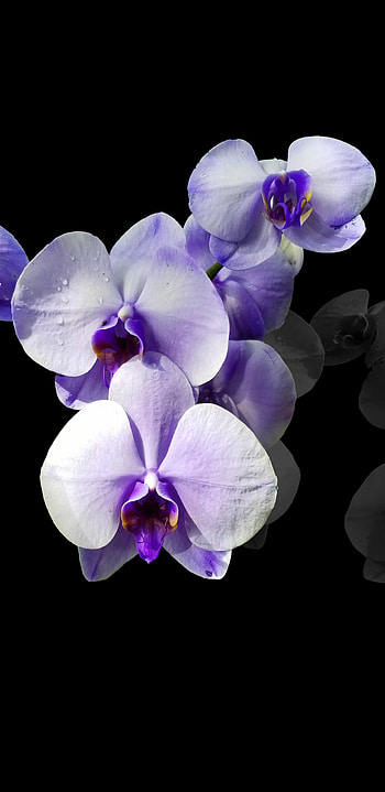 Purple orchid flower HD phone wallpaper