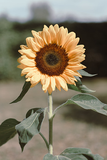 Flowers, Flower, Plant, Bloom, Flowering, Sunflower HD phone wallpaper