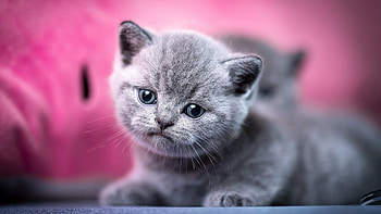 British Shorthair Kitty, gray, animals, shorthair, cats, kittens HD wallpaper