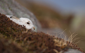 Animals, Nature, Background, Rabbit HD wallpaper