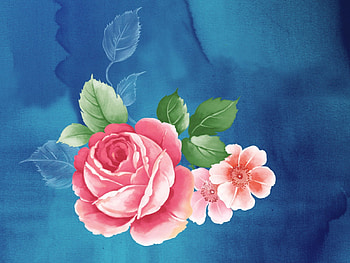 Pretty Peony Flower, blue background, peony flowers, art HD wallpaper