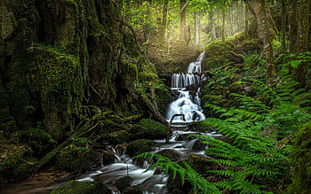 Waterfall in Alsace, France, moss, waterfall, France, forest, fern HD wallpaper