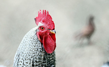 cockerel, animal, cock, hen HD wallpaper
