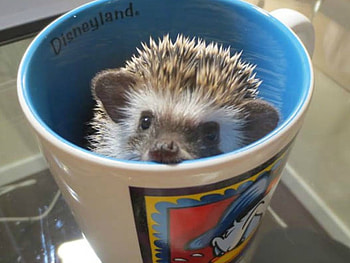 CUTE HEDGEHOG, CUTE, HEDGEHOG, , CUP HD wallpaper