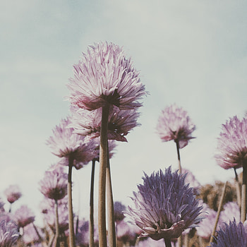 Flowers, Plant, Petals, Bloom, Flowering, Stem, Stalk HD phone wallpaper