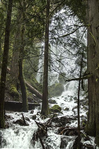 Nature, Trees, Waterfall, Spray, Flow, Stream HD phone wallpaper