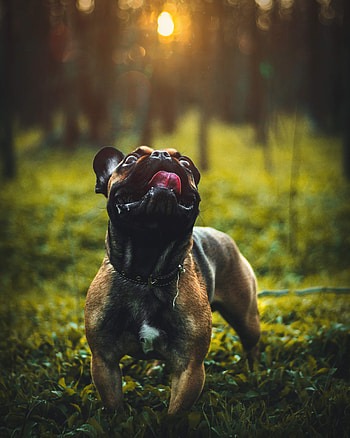 Funny, Animals, Dog, Pet, Protruding Tongue, Tongue Stuck Out, Pug HD phone wallpaper