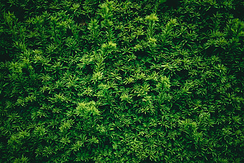 Nature, Leaves, Plant, Texture HD wallpaper