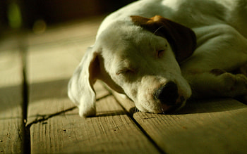 Animals, To Lie Down, Lie, Dog, Muzzle, Shadow, Sleep, Dream HD wallpaper