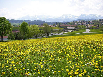 meadow, field, dandelion, nature, flowers, spring HD wallpaper