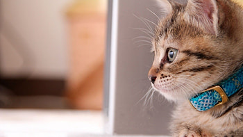 Animals, Cats HD wallpaper