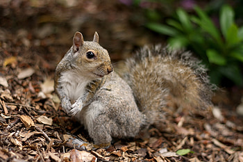 Animals, Squirrel, Autumn, Leaves, Animal, Dry HD wallpaper