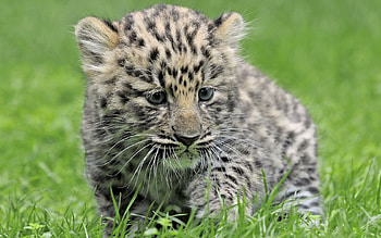 Animals, Grass, Leopard, Kid, Tot HD wallpaper