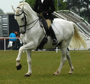 Andalusian, spanish, horses, white, grey, dressage HD wallpaper