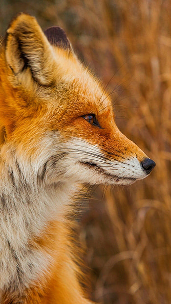 Ultra fox , Crystal clear ry, High-resolution beauty, Striking details HD phone wallpaper