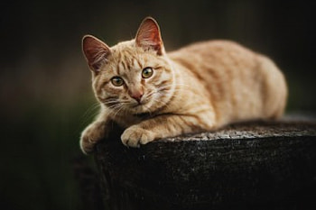 Cat, kitten, kitty, cats, cute, beautiful, paws, sleeping, cat face, pretty, animals, face, lovely, hat HD wallpaper