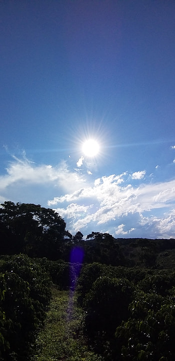 Céu azul, nuvens, floresta HD phone wallpaper